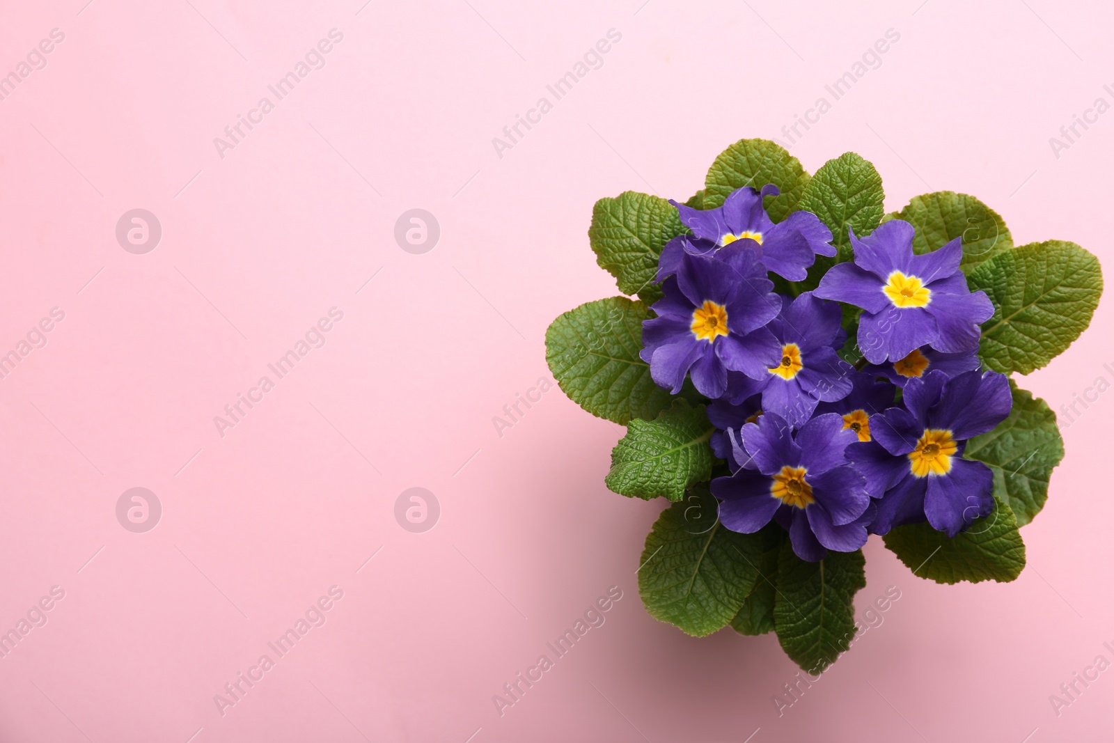 Photo of Beautiful primula (primrose) plant with purple flowers on pink background, top view and space for text. Spring blossom