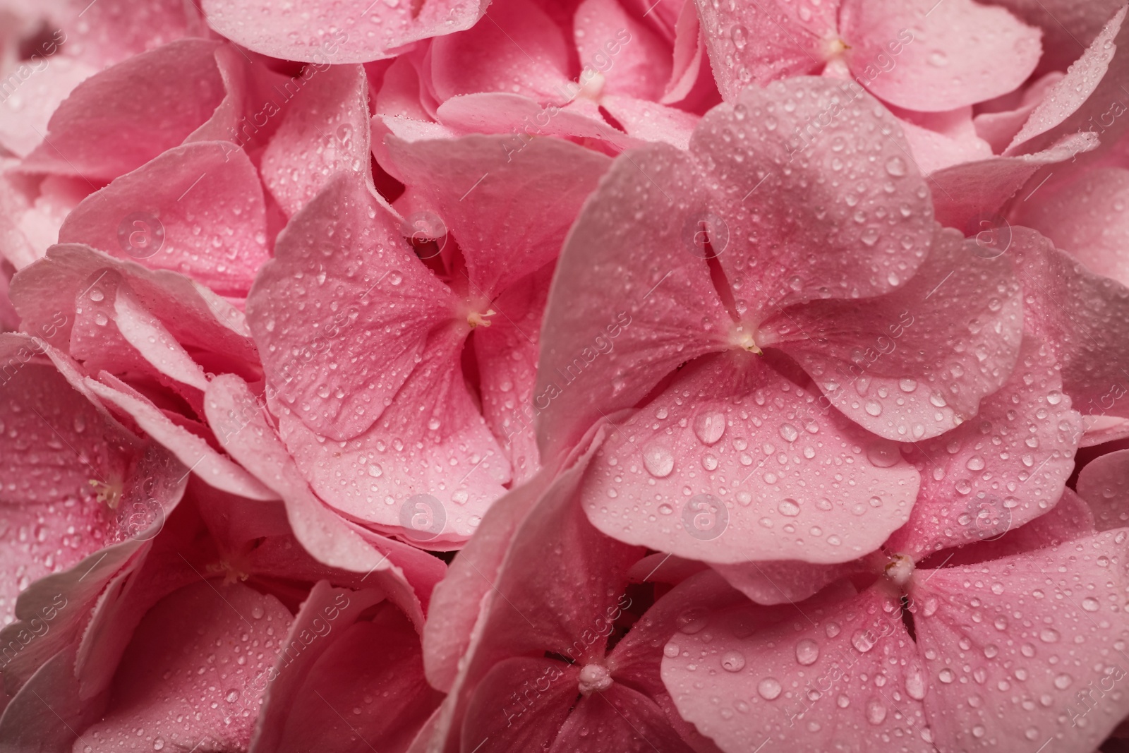 Photo of Beautiful pink hortensia flowers with water drops as background, closeup