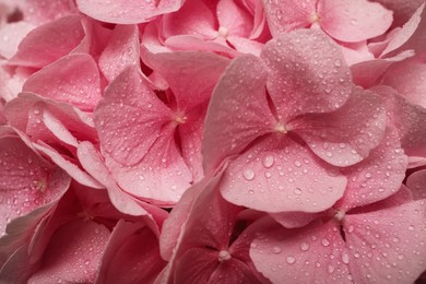 Photo of Beautiful pink hortensia flowers with water drops as background, closeup