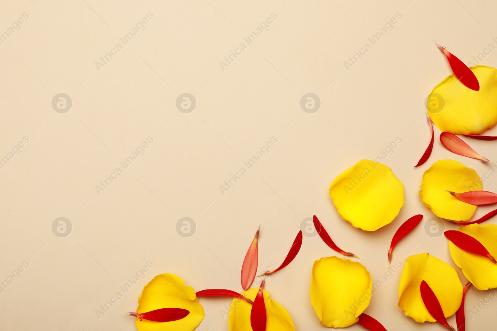 Photo of Beautiful rose and gerbera petals on beige background, flat lay. Space for text