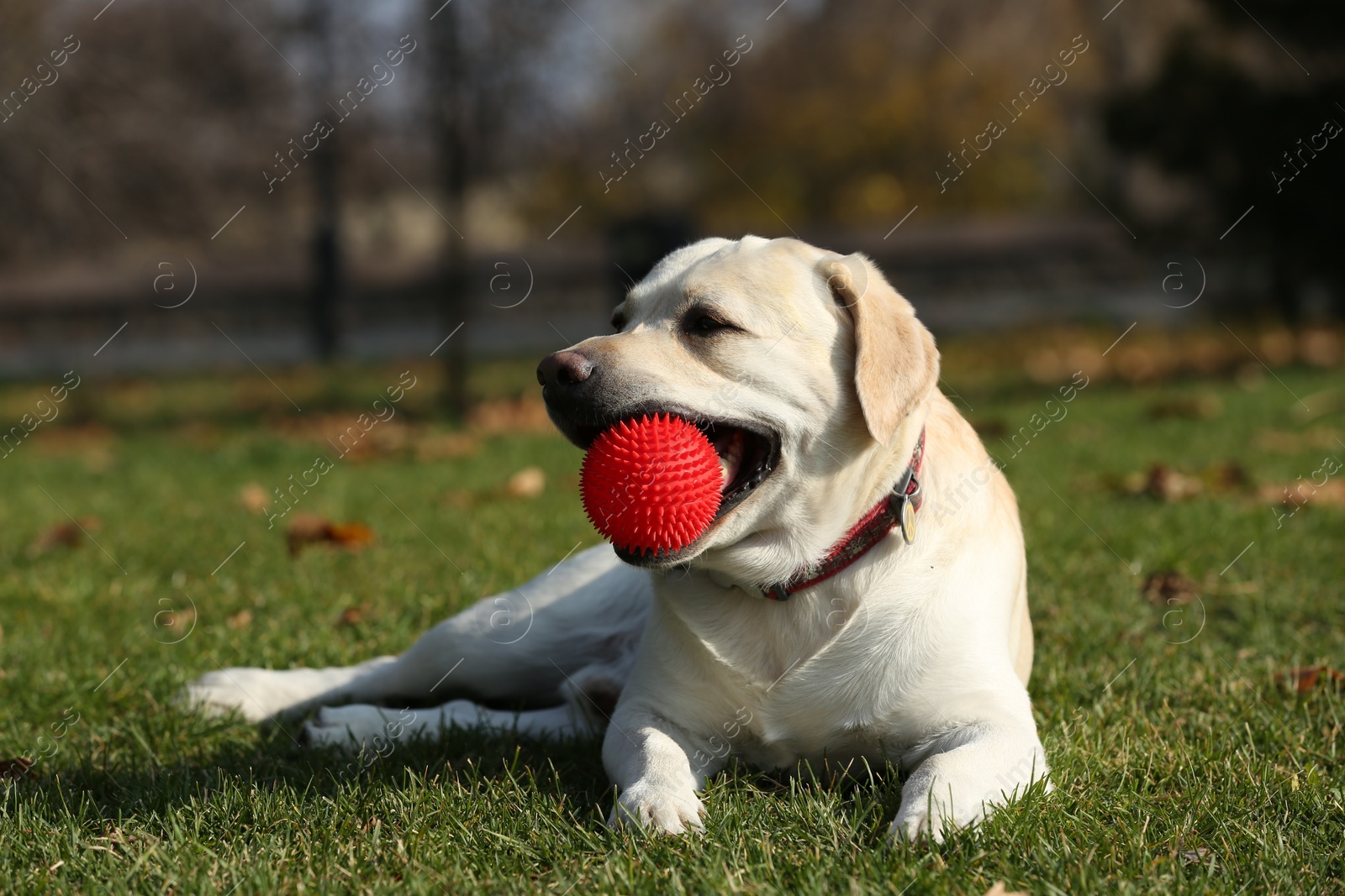 Photo of Yellow Labrador with ball lying in park on sunny day