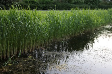 Photo of View of pond with green reeds outdoors