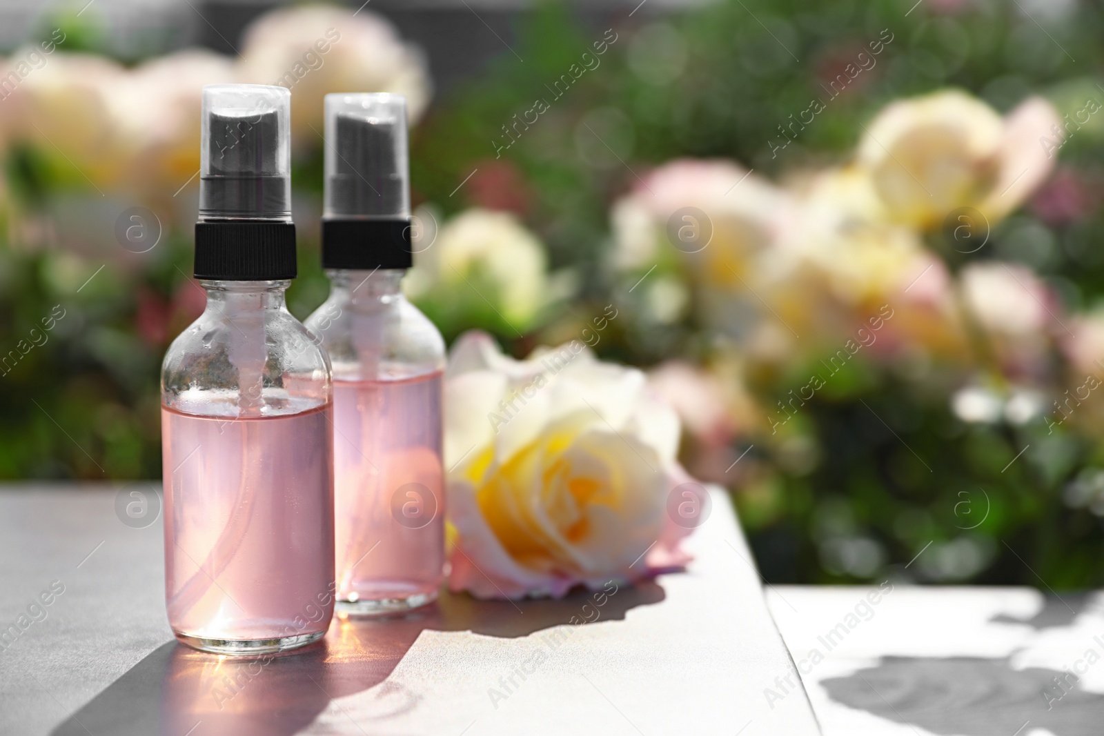 Photo of Bottles of toner with essential oil and fresh rose on table in blooming garden, space for text