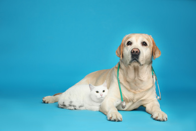Photo of Cute Labrador dog with stethoscope as veterinarian and cat on light blue background