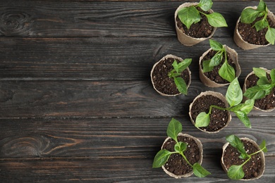 Vegetable seedlings in peat pots on black wooden table, flat lay. Space for text