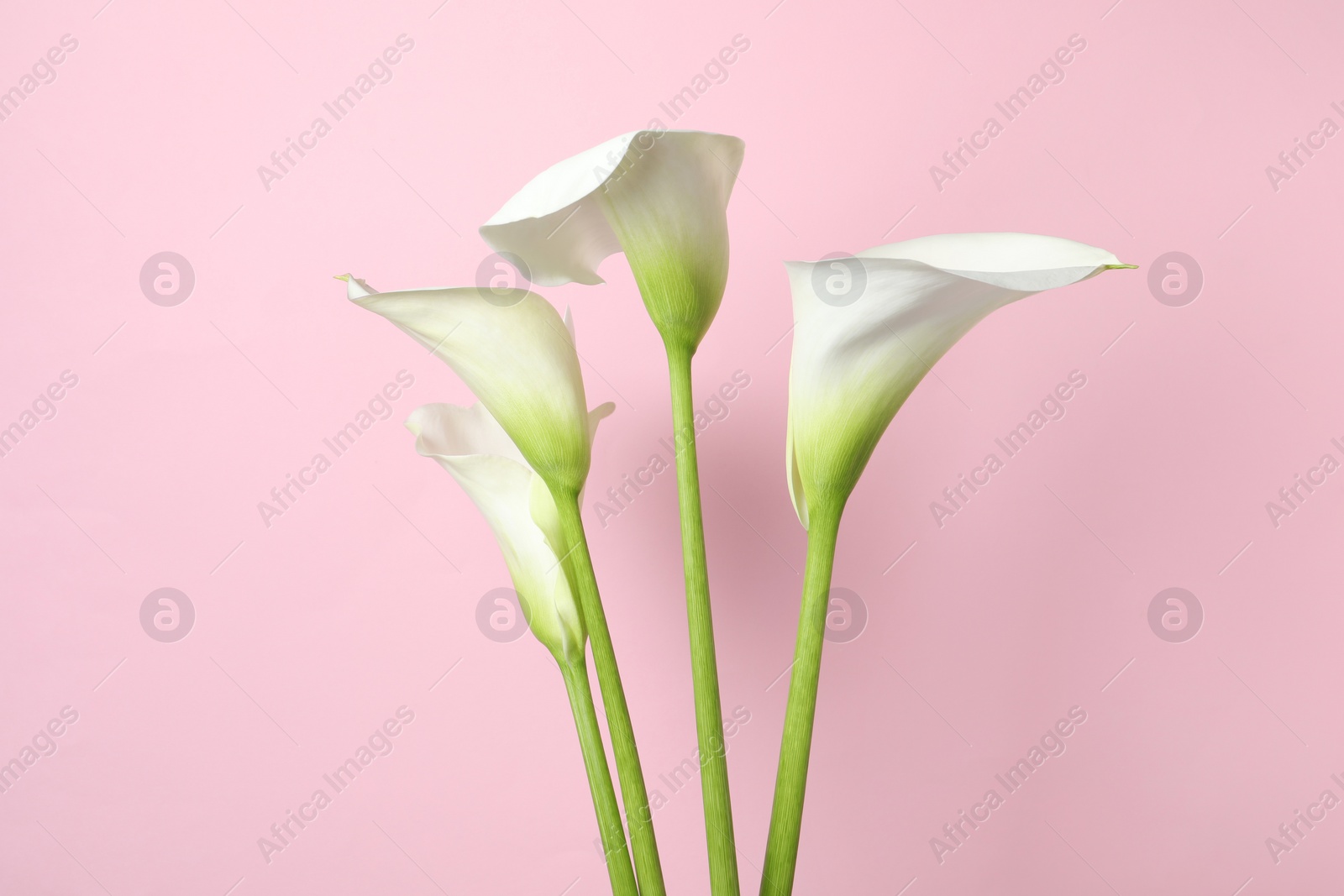 Photo of Beautiful calla lily flowers on pink background