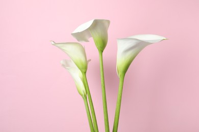 Photo of Beautiful calla lily flowers on pink background