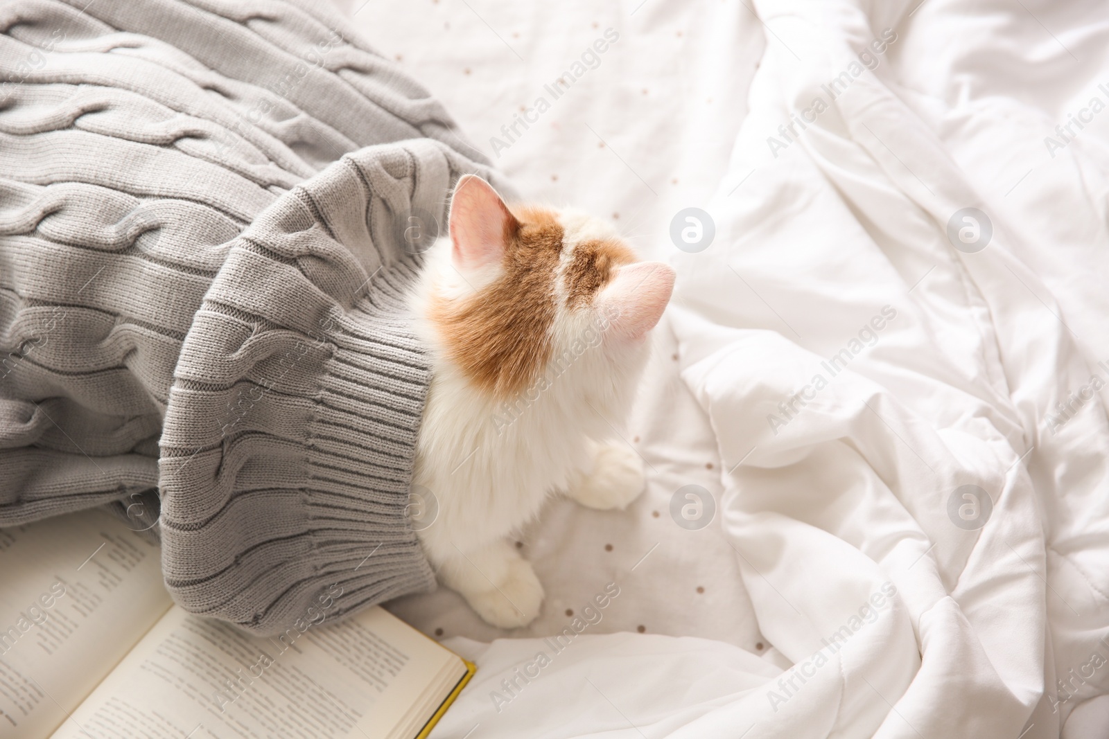 Photo of Cute fluffy cat covered with plaid near book on bed