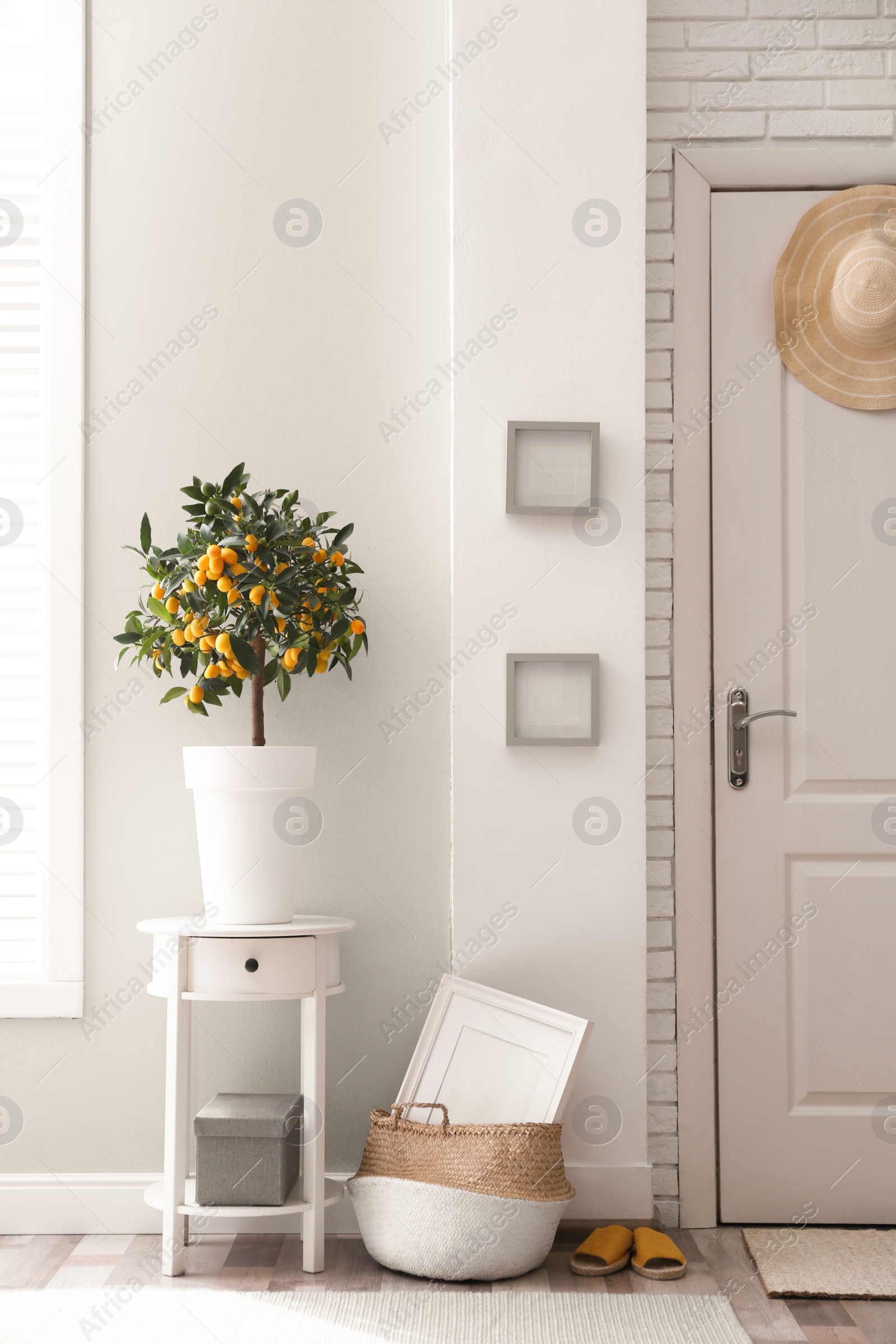 Photo of Potted kumquat tree in doorway. Interior design