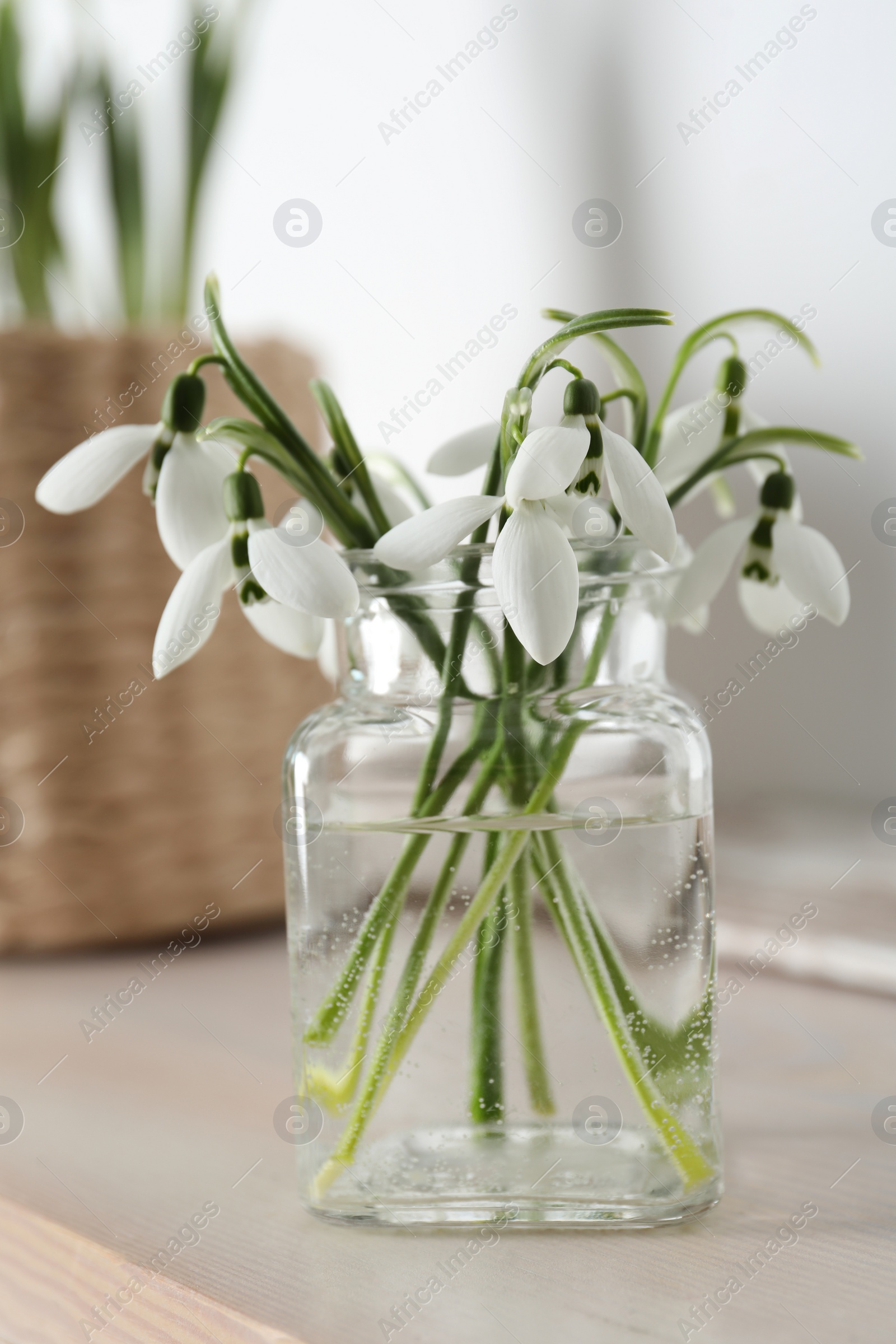 Photo of Beautiful snowdrop flowers in glass jar on wooden table