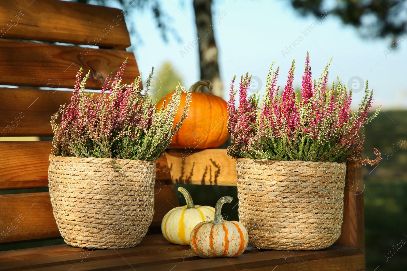 Photo of Beautiful heather flowers in pots and pumpkins on wooden bench outdoors