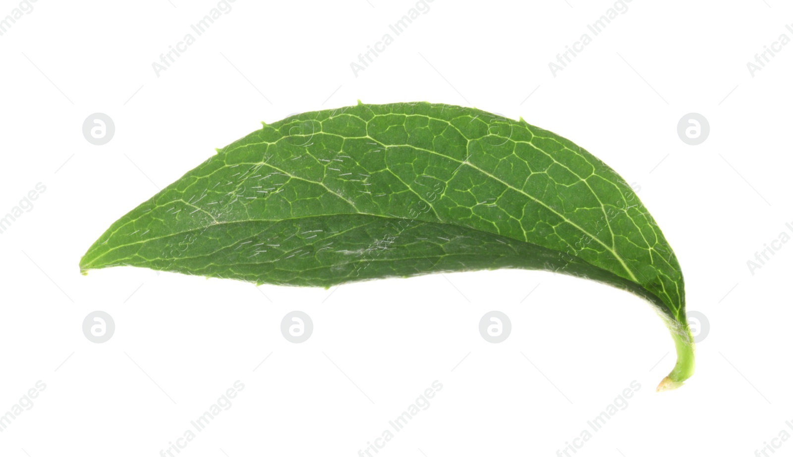 Photo of Fresh green jasmine leaf isolated on white