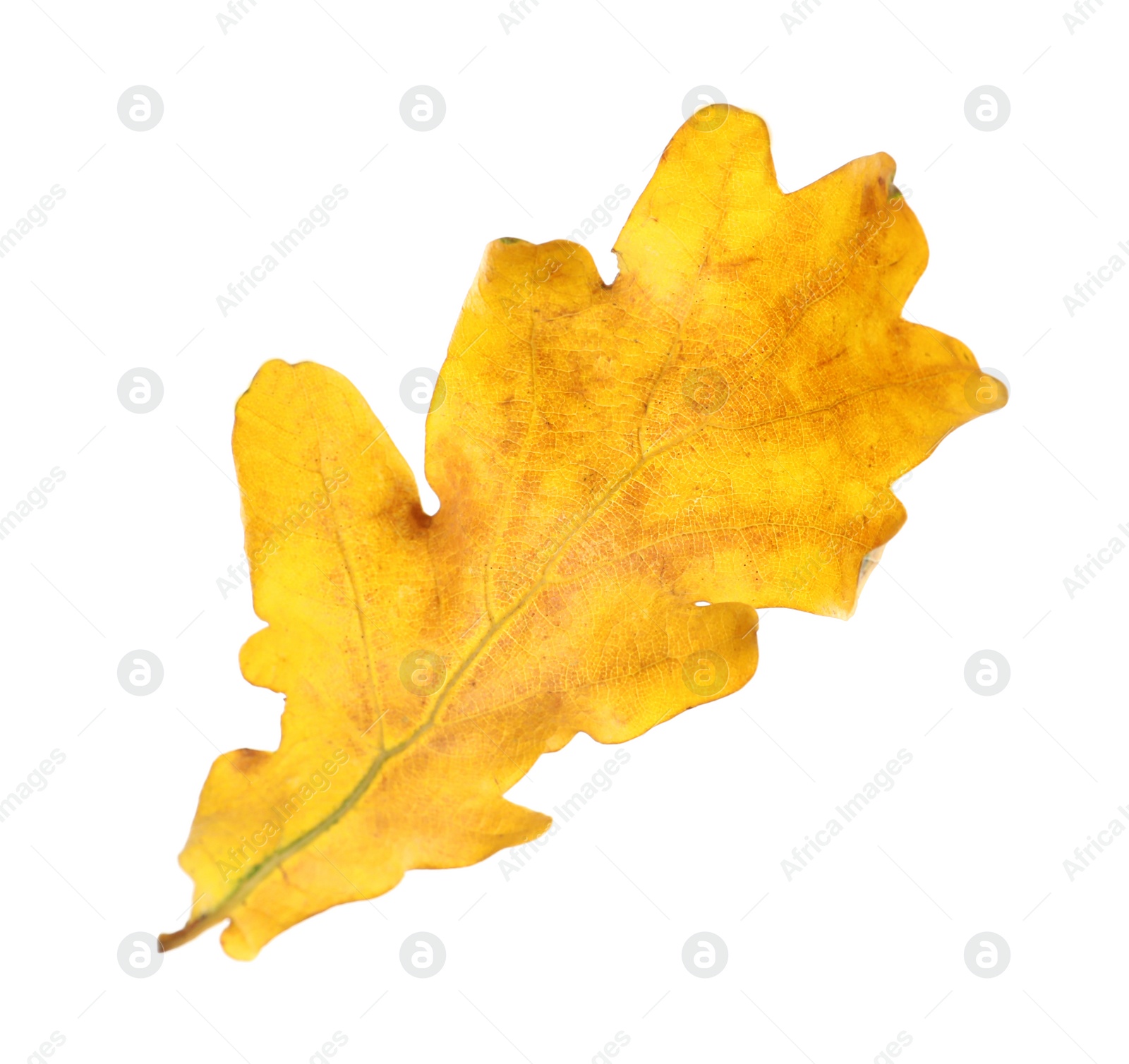 Photo of Beautiful autumn leaf on white background. Fall foliage