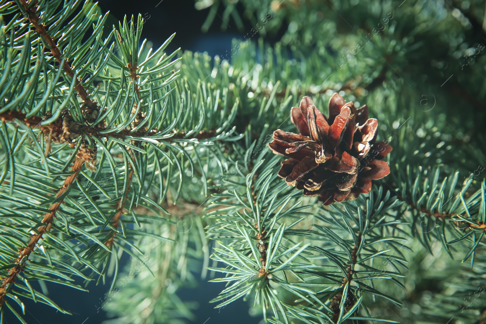 Photo of Coniferous tree branch with cone outdoors, closeup