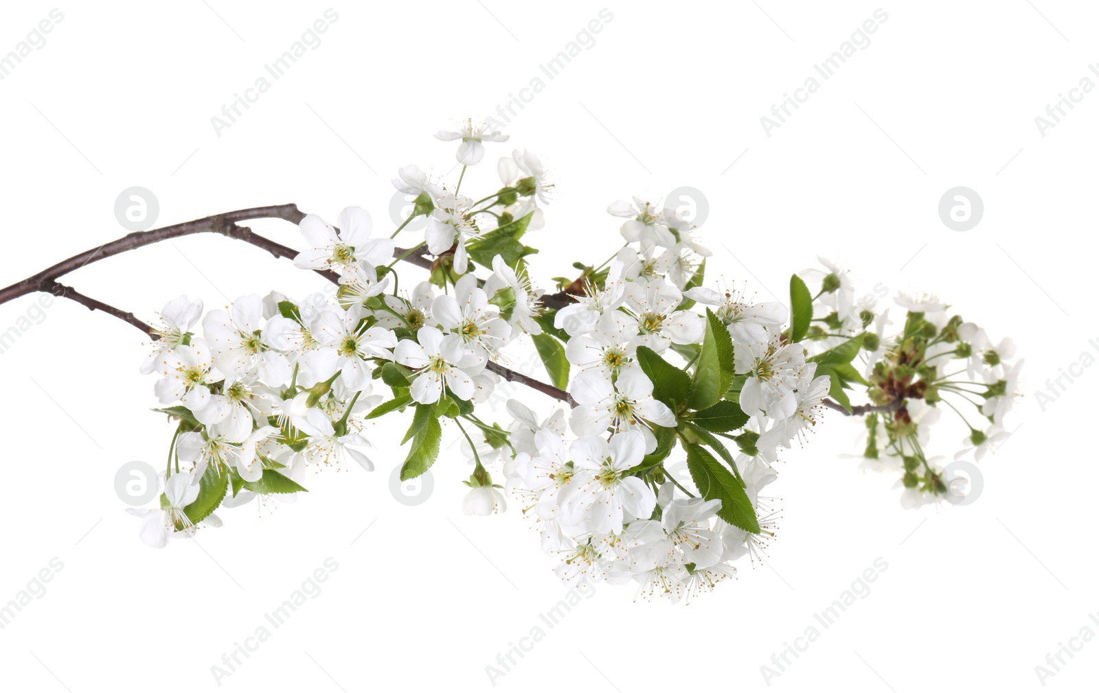 Photo of Spring branch with beautiful blossoms and leaves isolated on white