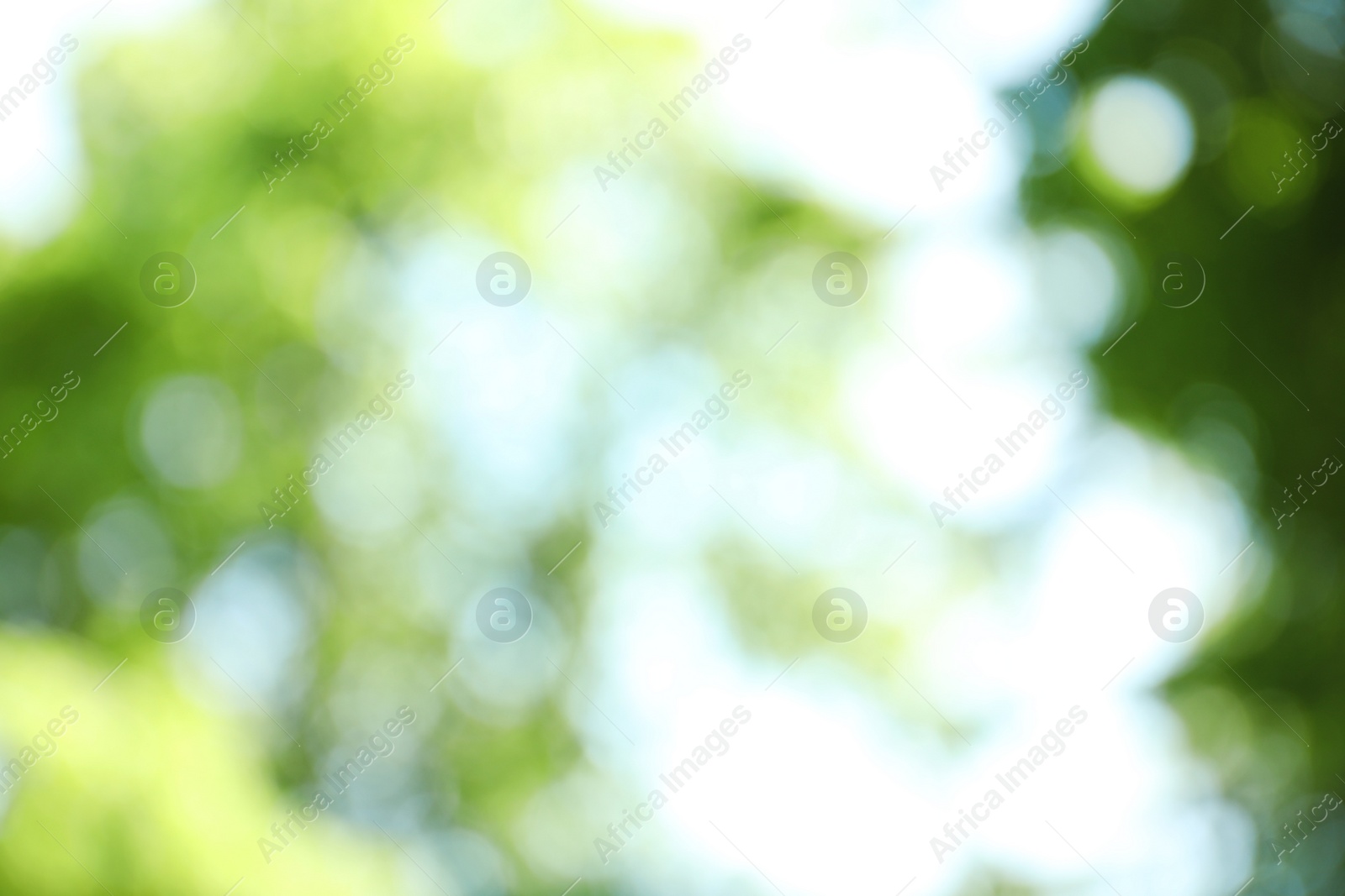 Photo of Blurred view of abstract green background. Bokeh effect