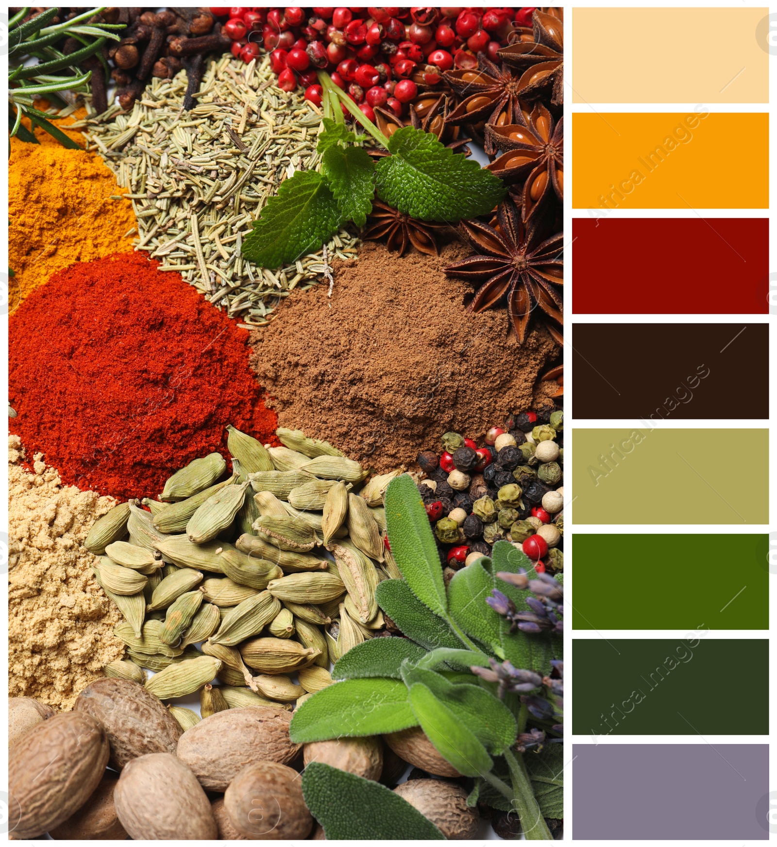 Image of Different fresh herbs with aromatic spices and color palette. Collage