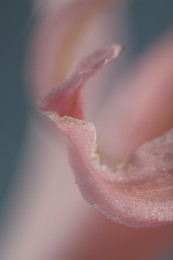 Photo of Beautiful pink Bowden flower on blurred background, macro view