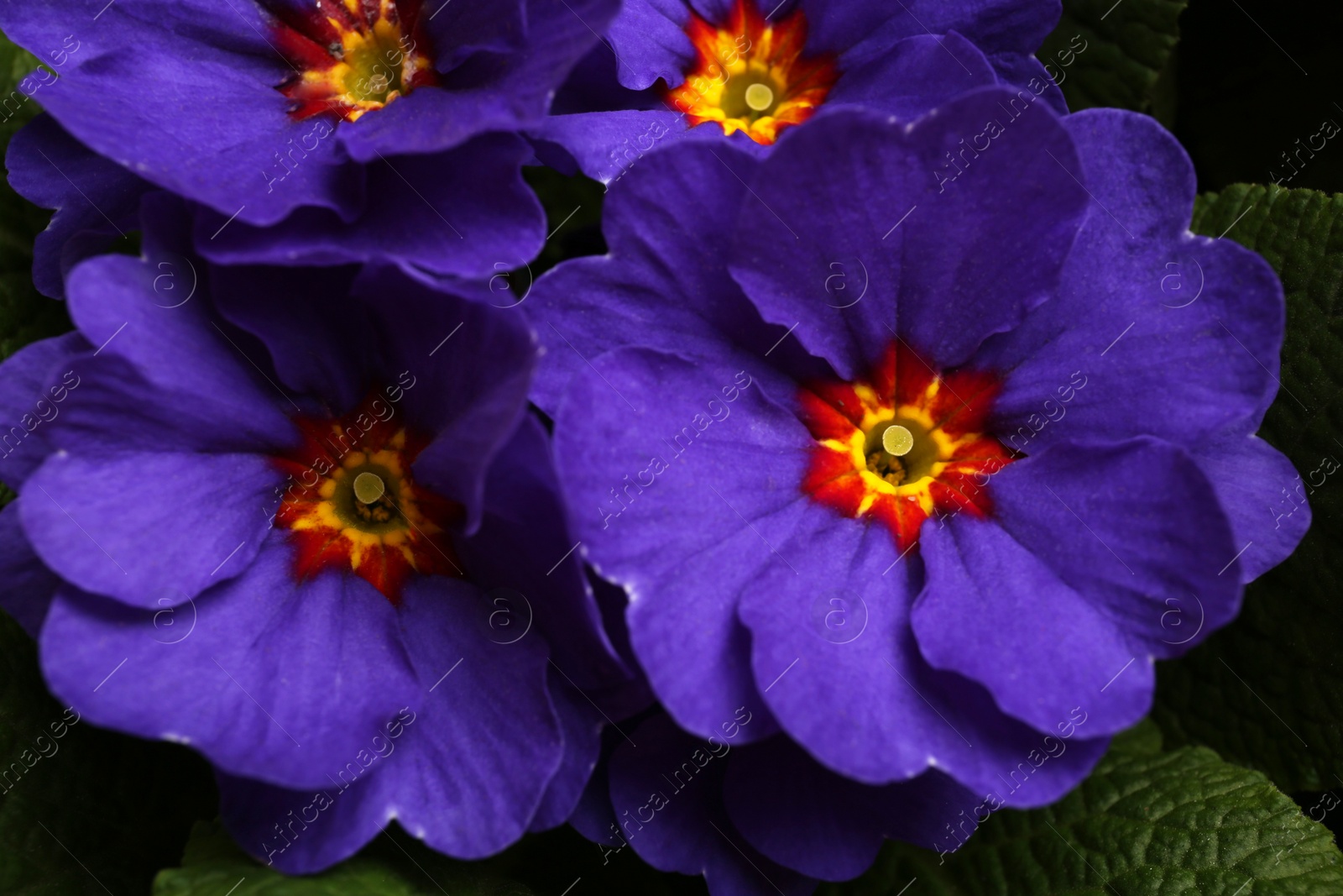 Photo of Beautiful primula (primrose) plant with purple flowers, top view. Spring blossom