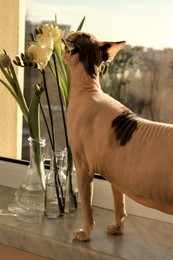 Photo of Adorable Sphynx cat sniffing spring flowers on windowsill indoors