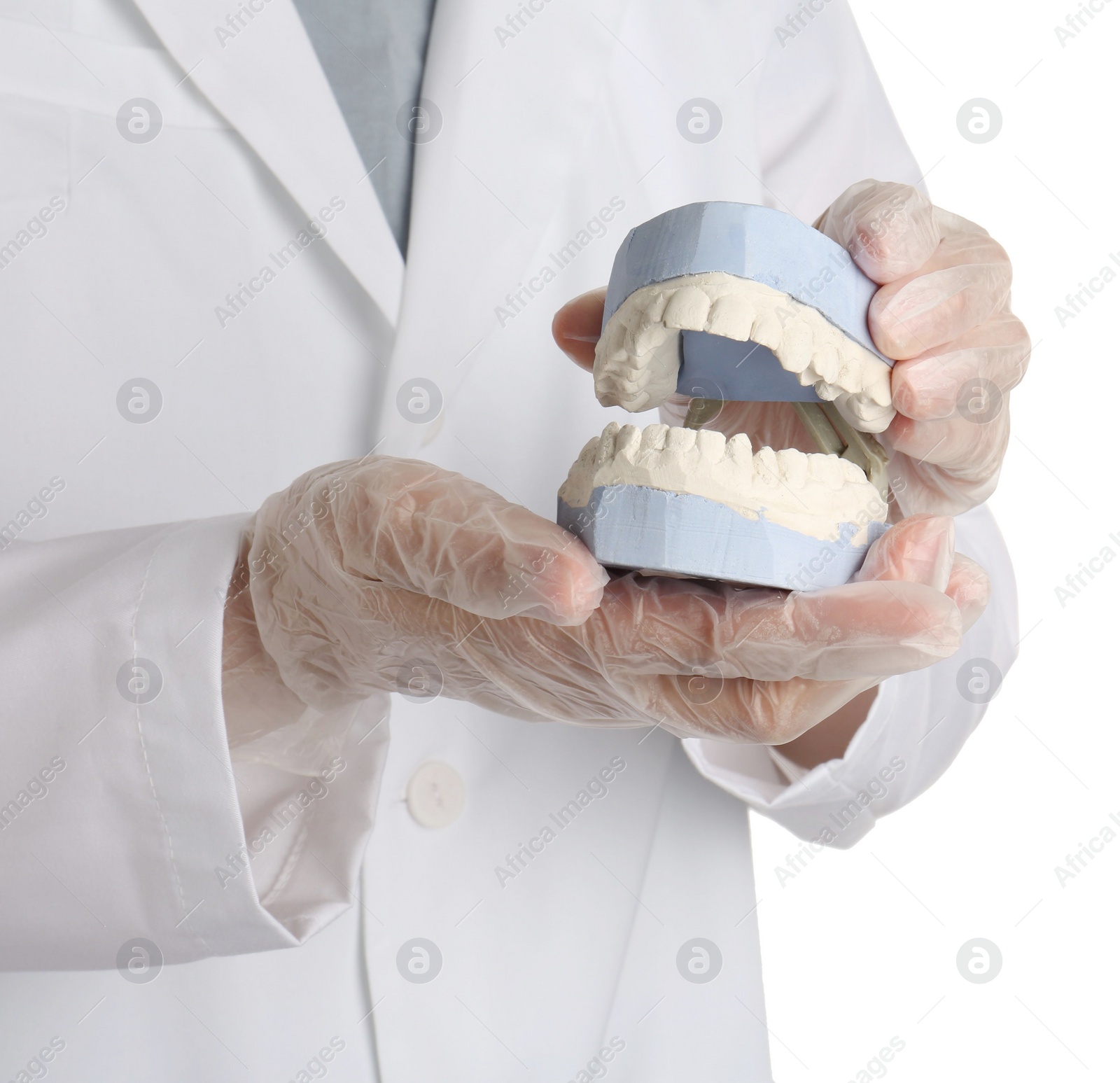 Photo of Doctor holding dental model with jaws on white background, closeup. Cast of teeth