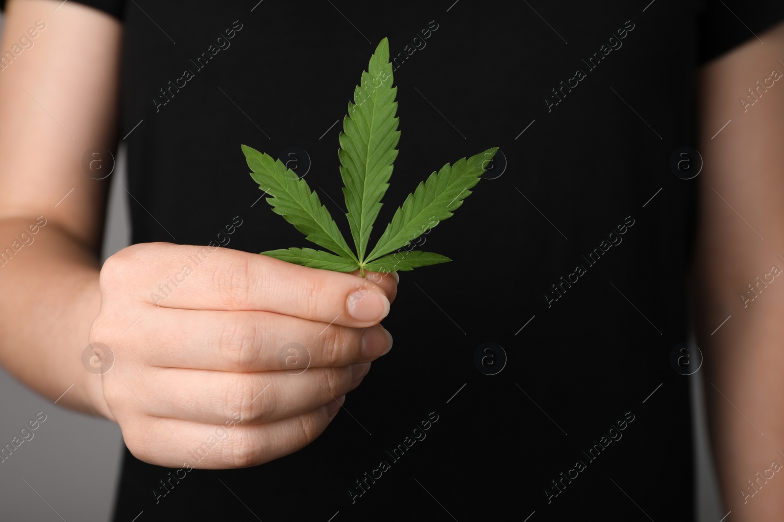 Photo of Woman holding lush green hemp leaf, closeup