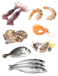 Image of Collage with different seafood on white background