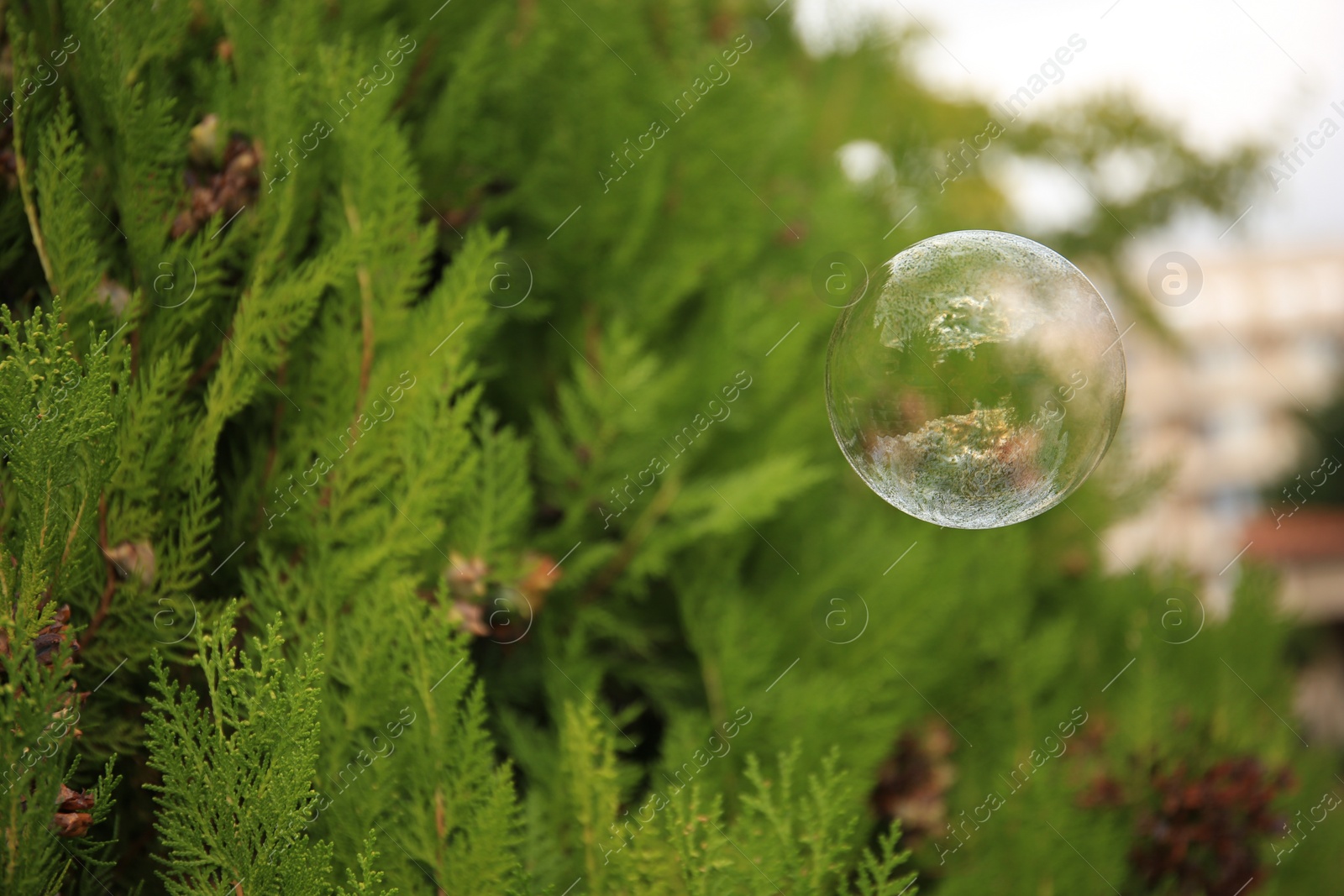 Photo of Beautiful soap bubble floating outdoors. Space for text