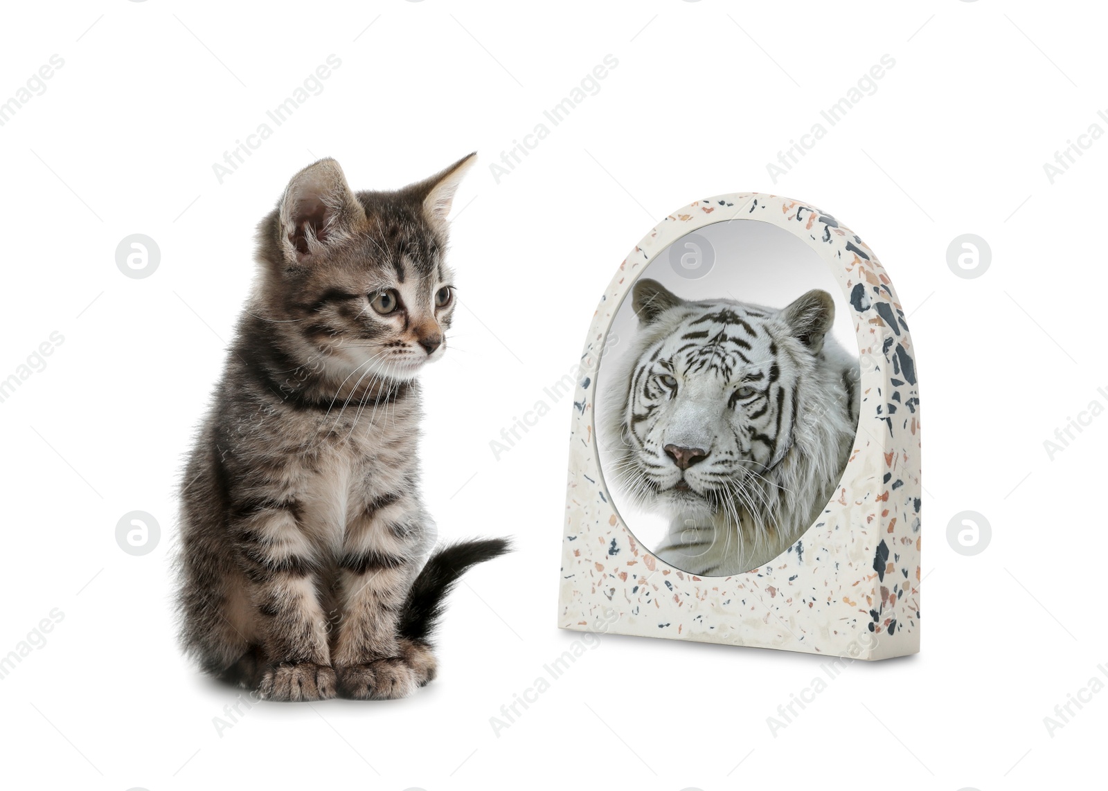 Image of Cute cat looks like tiger into reflection of mirror on white background