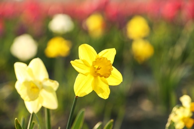 Photo of Field with fresh beautiful narcissus flowers on sunny day, selective focus with space for text