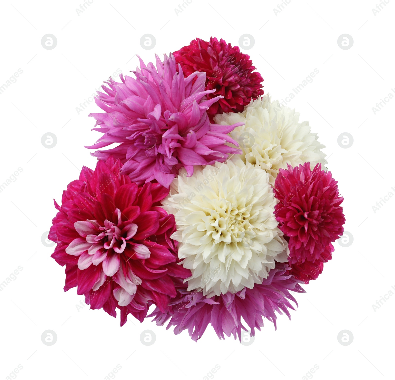 Photo of Beautiful blooming dahlia flowers on white background