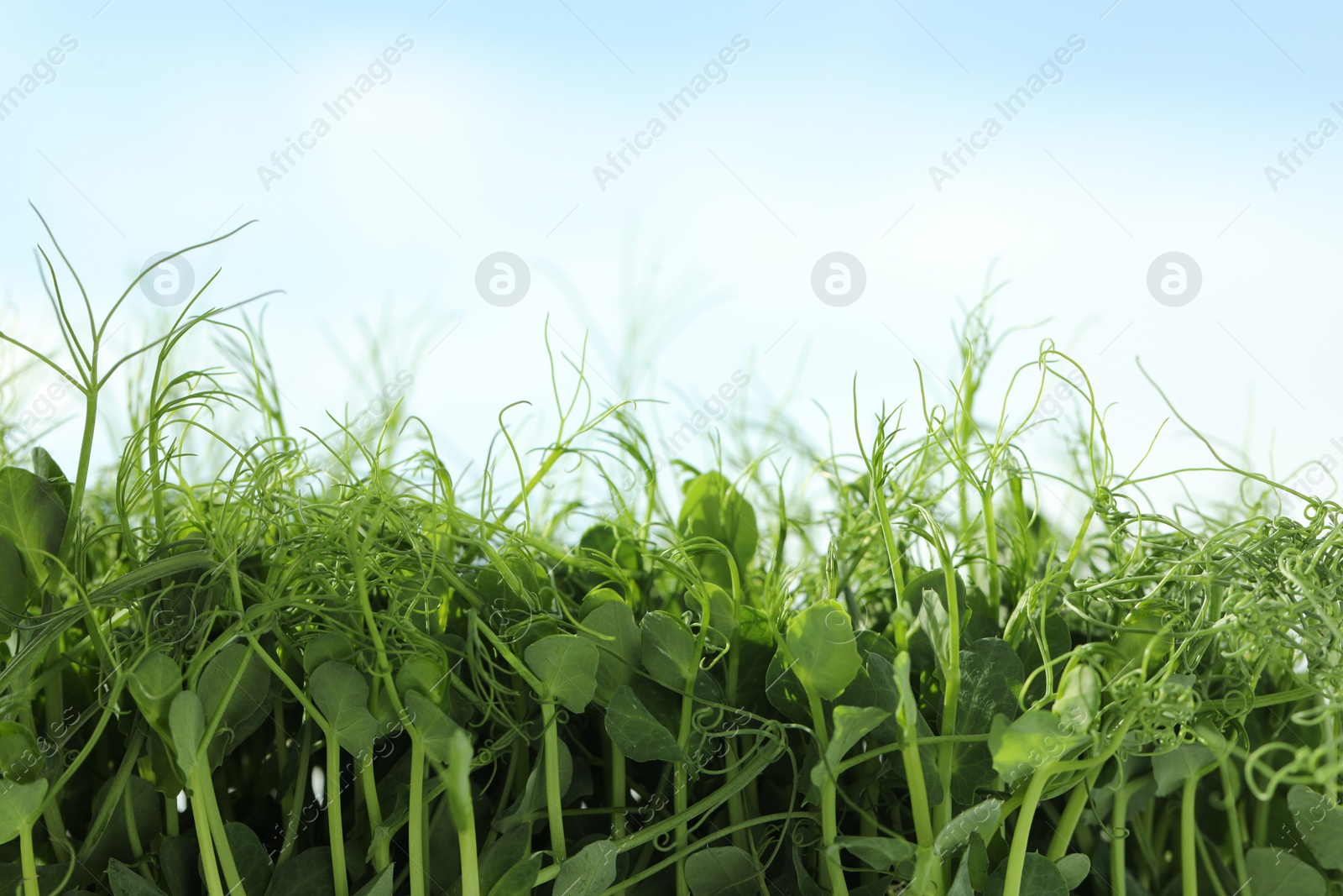 Photo of Fresh natural microgreen growing against sky outdoors, closeup. Space for text