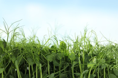 Fresh natural microgreen growing against sky outdoors, closeup. Space for text