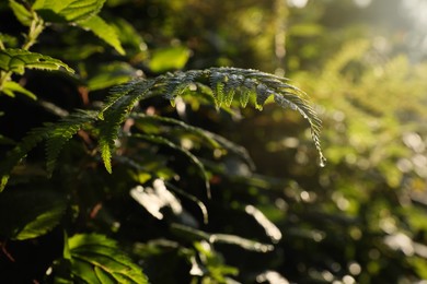 Green fern leaf with water drop in forest on sunny day, closeup