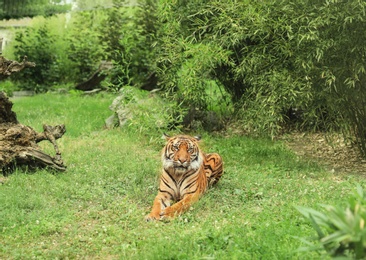 Beautiful tiger lying on grass in zoological garden