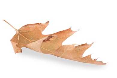 Photo of One dry autumn leaf isolated on white