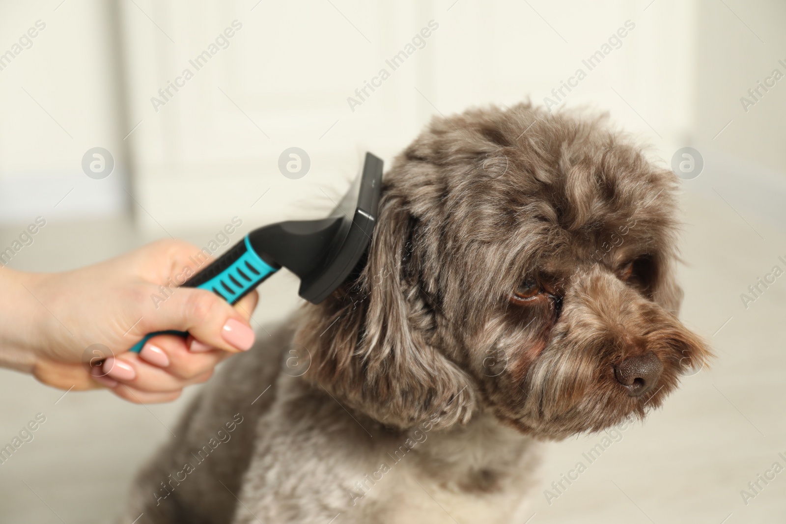 Photo of Woman brushing cute Maltipoo dog indoors, closeup. Lovely pet