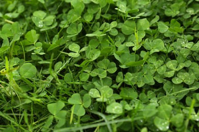 Photo of Beautiful green clover leaves with water drops, closeup