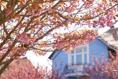 Beautiful blooming sakura tree on spring day outdoors