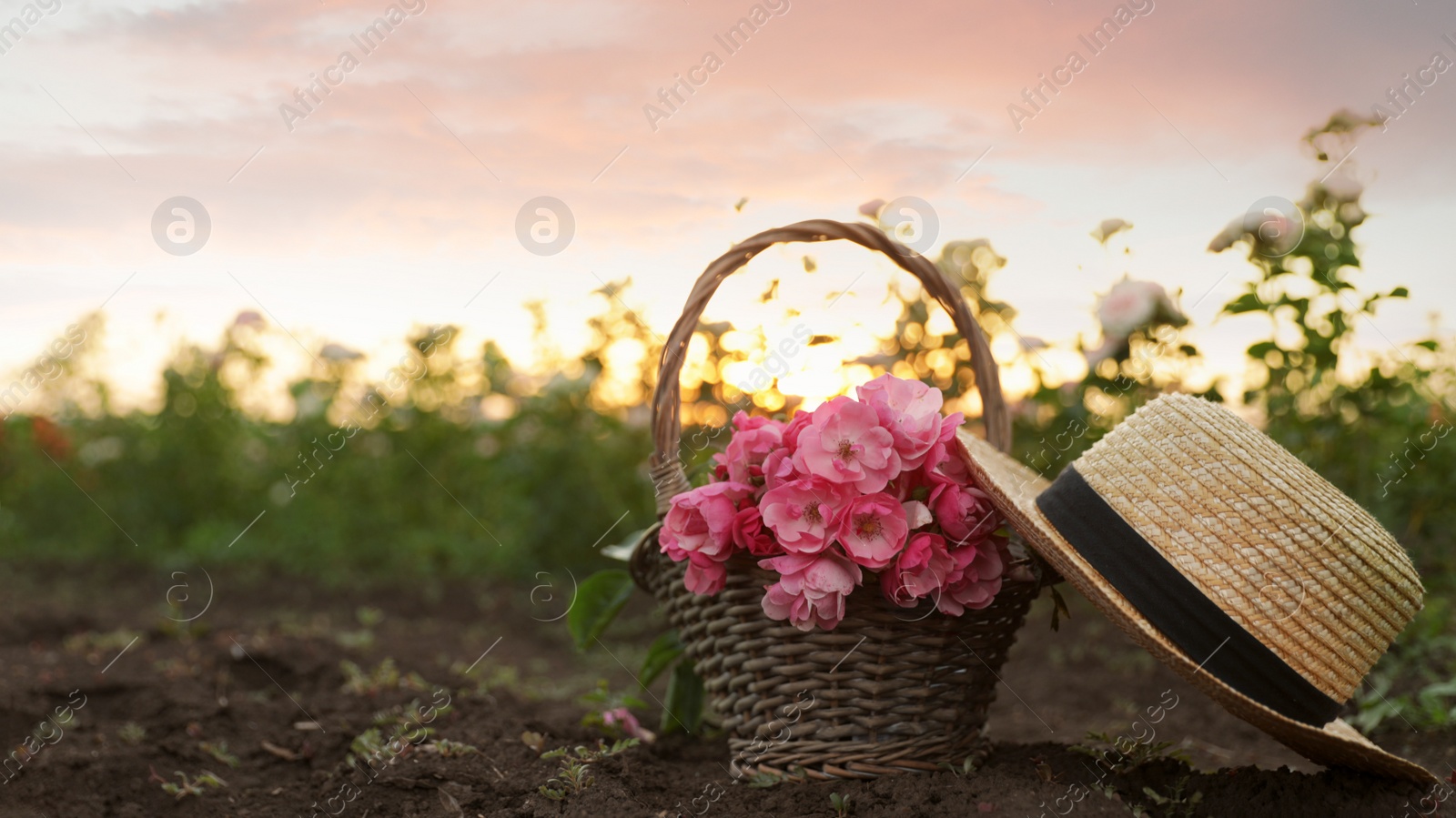 Photo of Straw hat and wicker basket with roses in field