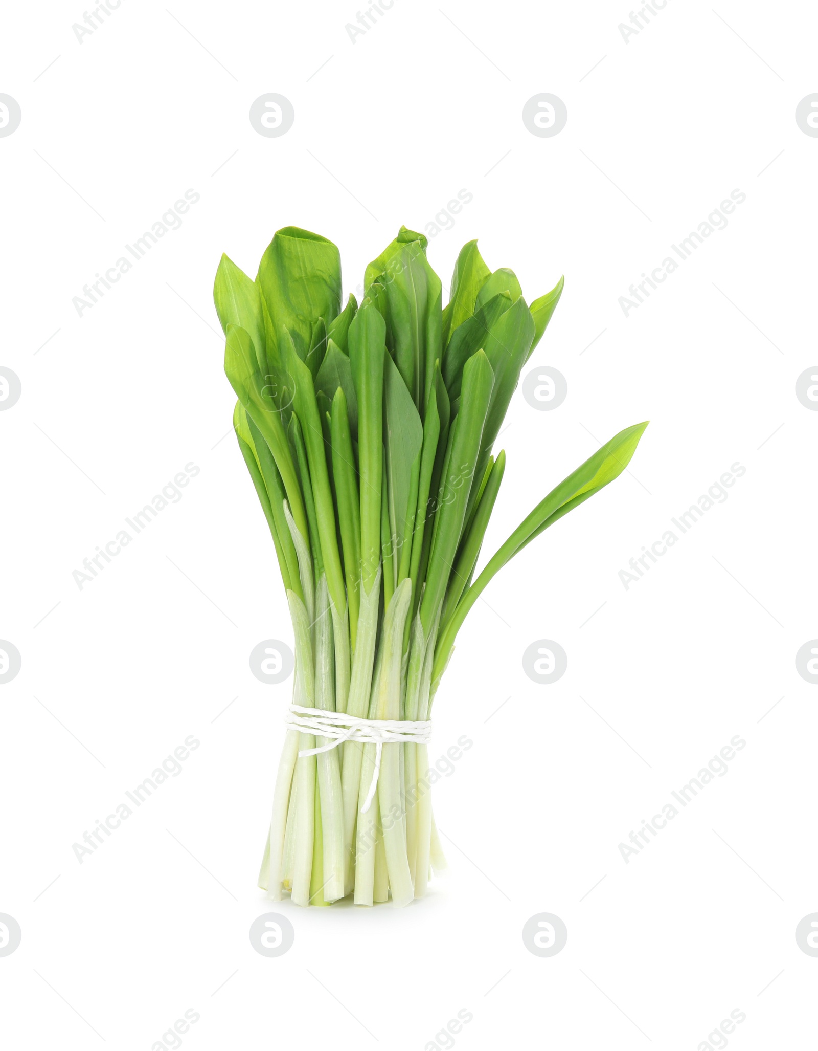 Photo of Bunch of wild garlic or ramson isolated on white