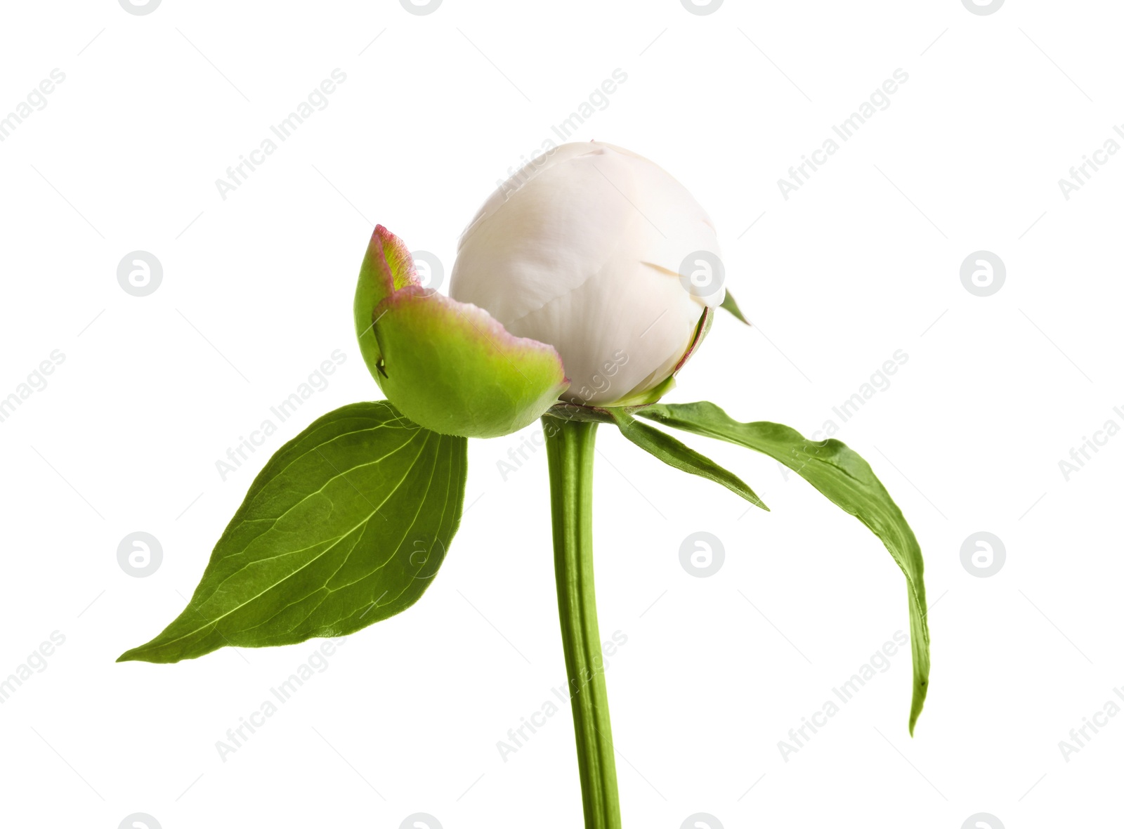 Photo of Beautiful bud of peony flower on white background