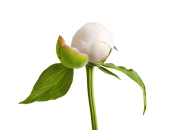 Photo of Beautiful bud of peony flower on white background