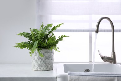 Photo of Beautiful green fern on white countertop near sink in kitchen