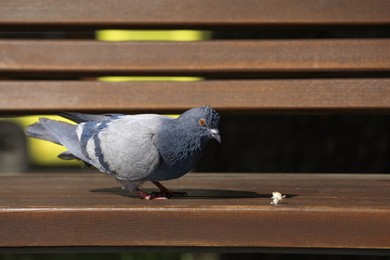 Photo of Beautiful grey dove on wooden bench outdoors, space for text