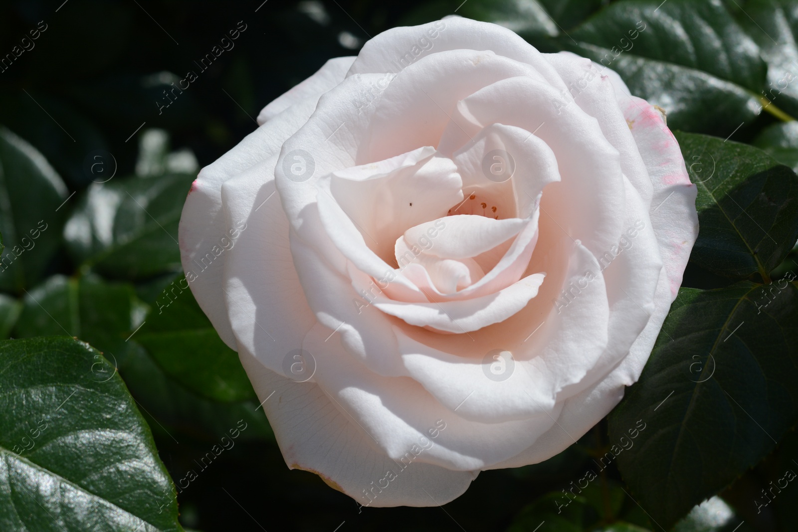 Photo of Beautiful pink rose flower blooming outdoors, closeup