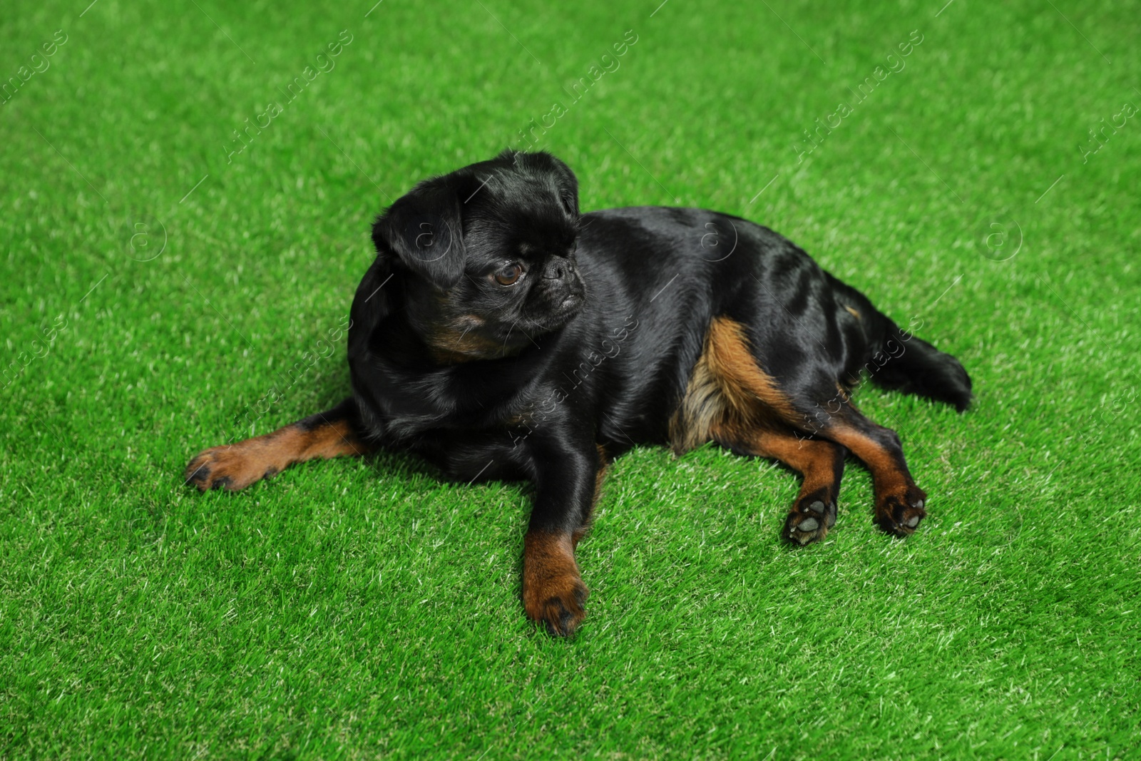 Photo of Adorable black Petit Brabancon dog lying on green grass