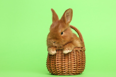 Photo of Adorable fluffy bunny in wicker basket on green background. Easter symbol