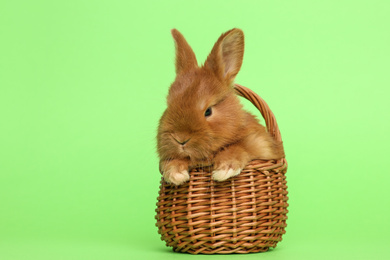 Adorable fluffy bunny in wicker basket on green background. Easter symbol