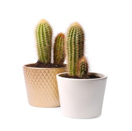 Photo of Beautiful green cacti in pots on white background